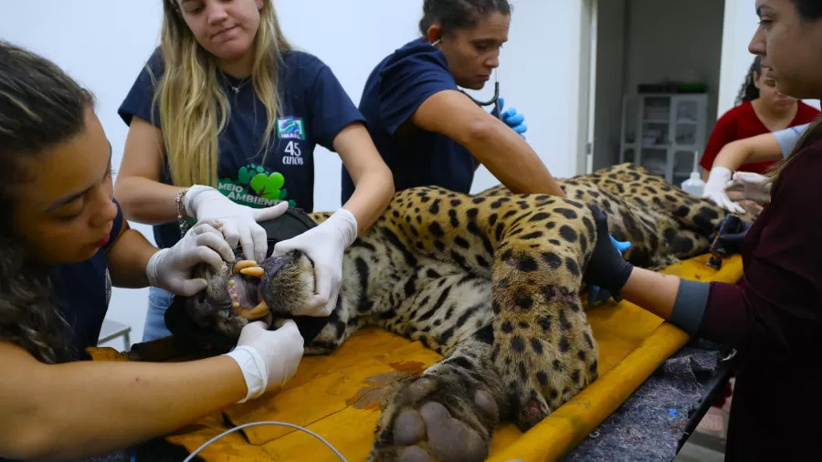 Onça que atacou caseiro ficou fraca após briga com outro macho