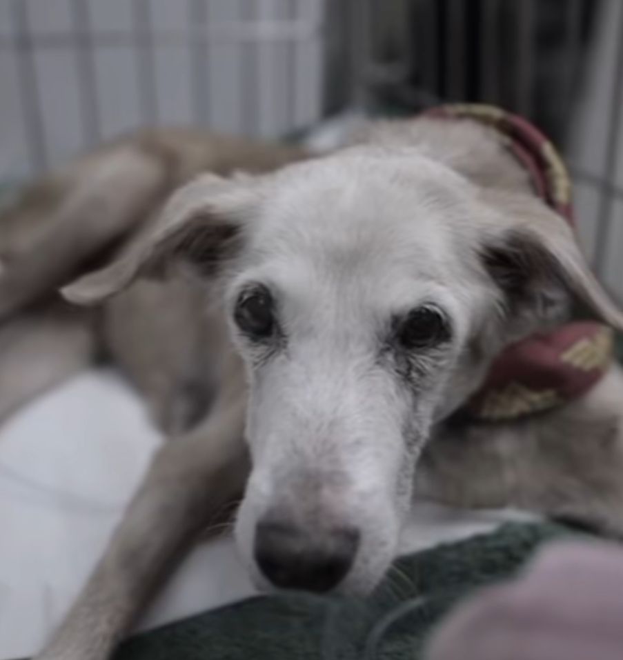 Morre cadela atropelada por carro da Amazonas Energia