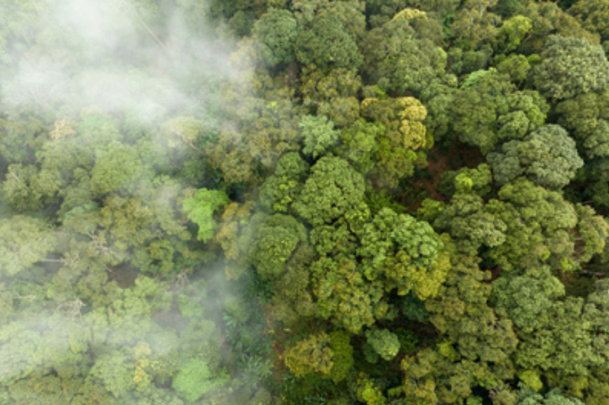 MPF pede anulação de contrato de carbono em Borba por danos a comunidades