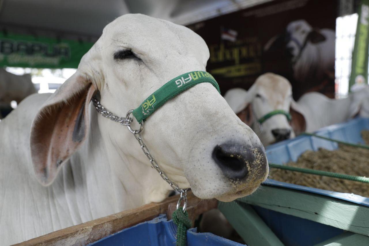 Amazonas recebe certificado para exportar carne sem vacinação contra doença do gado