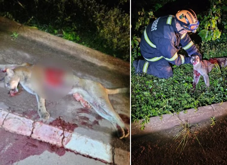 Onça-parda morre após ser atropelada na BR-174