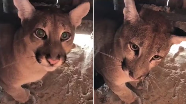 Onça-parda é encontrada dentro de barraca de praia no Ceará