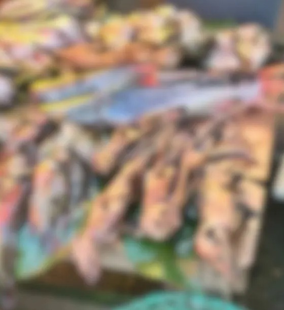 MP investiga venda ilegal de mucuras na Feira do Açaí, no Pará