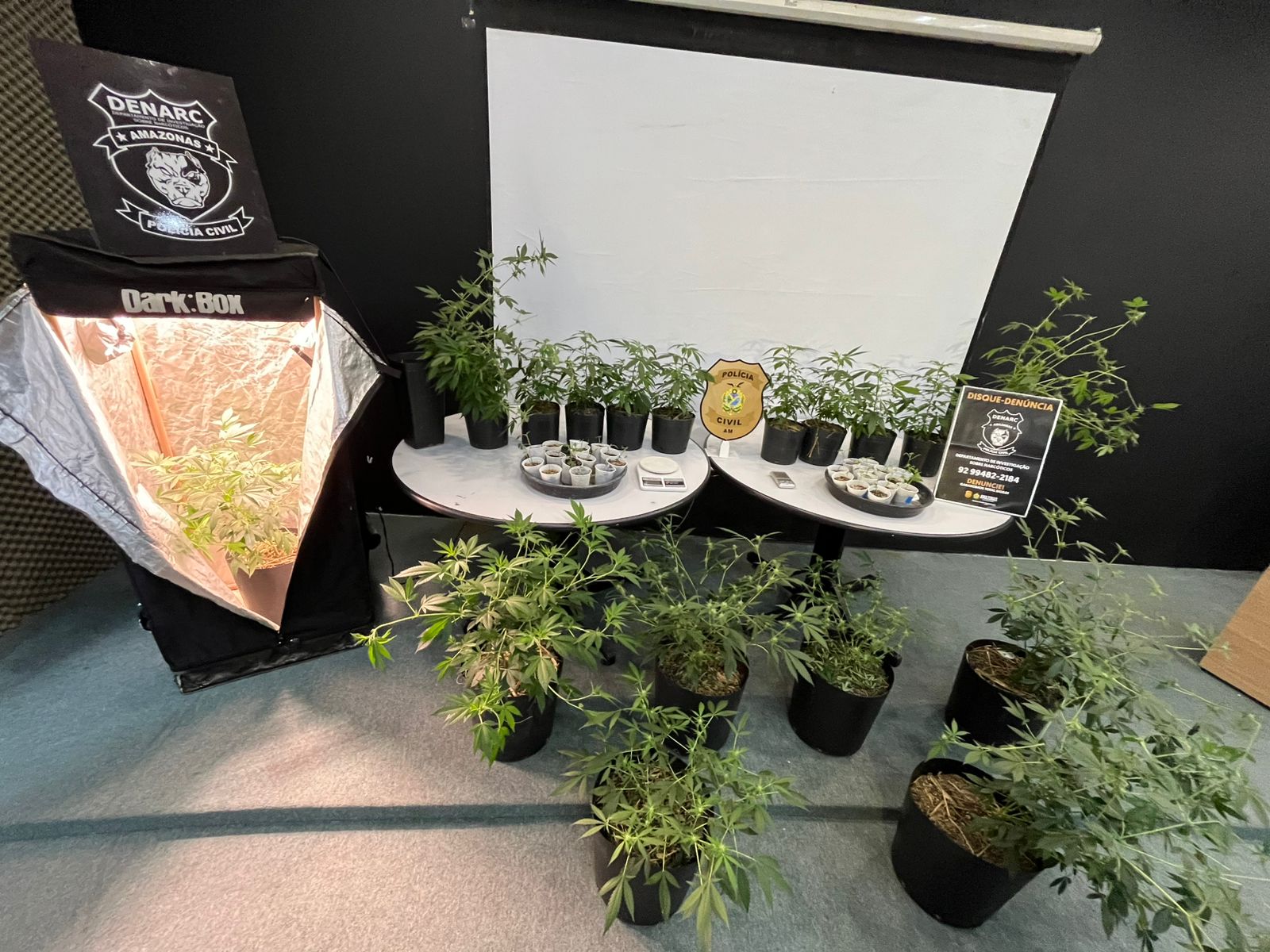 Homem é preso por cultivar maconha em estufas dentro de empresa em Manaus