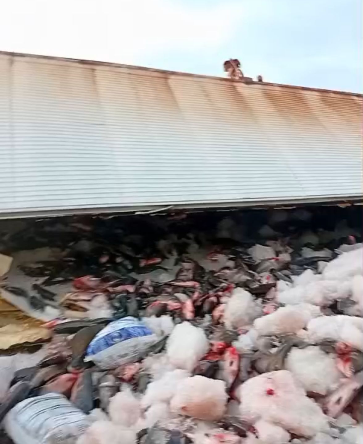 Carga de tambaqui tomba na BR-319