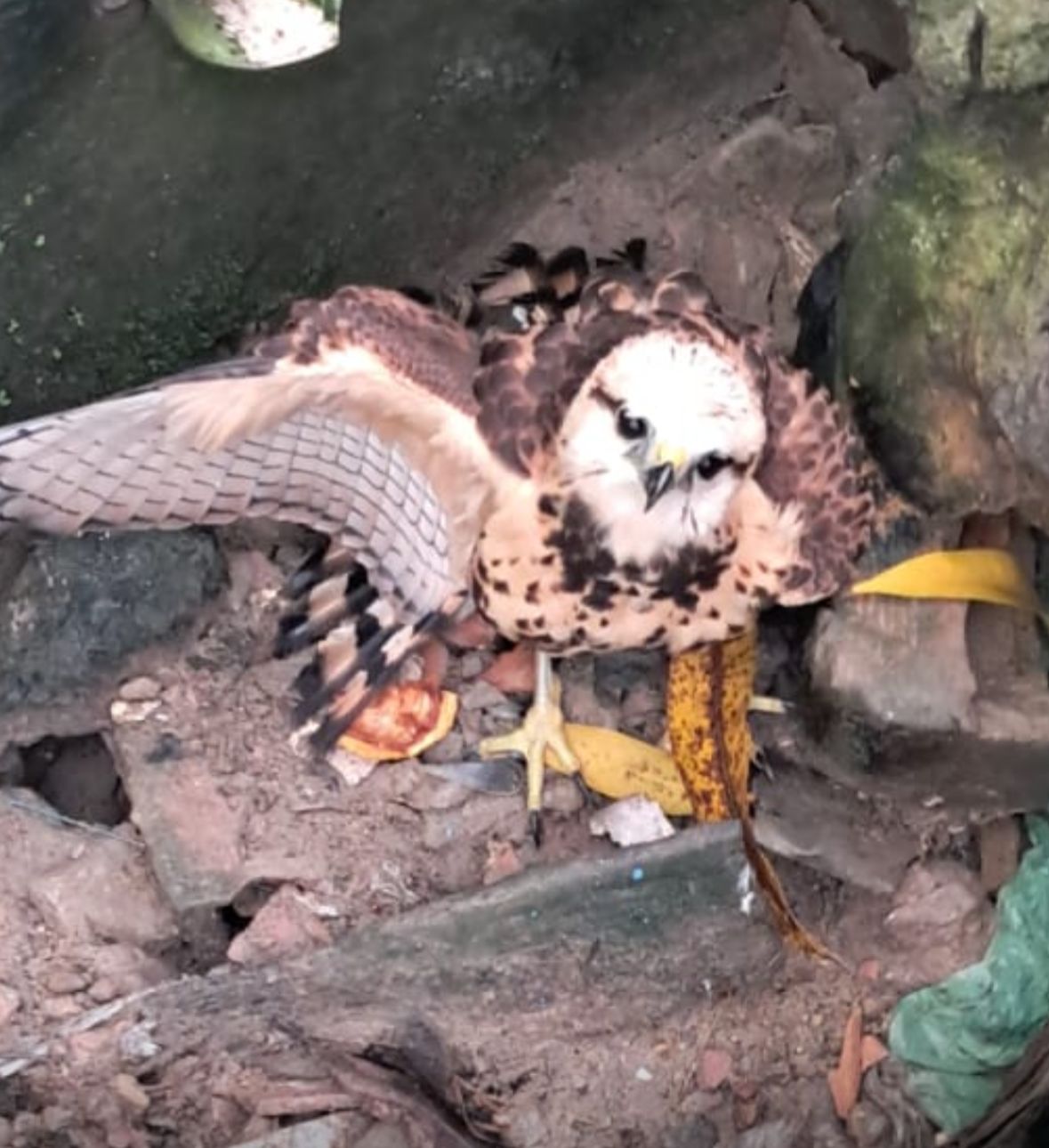 Gavião é resgatado em bueiro de Manaus