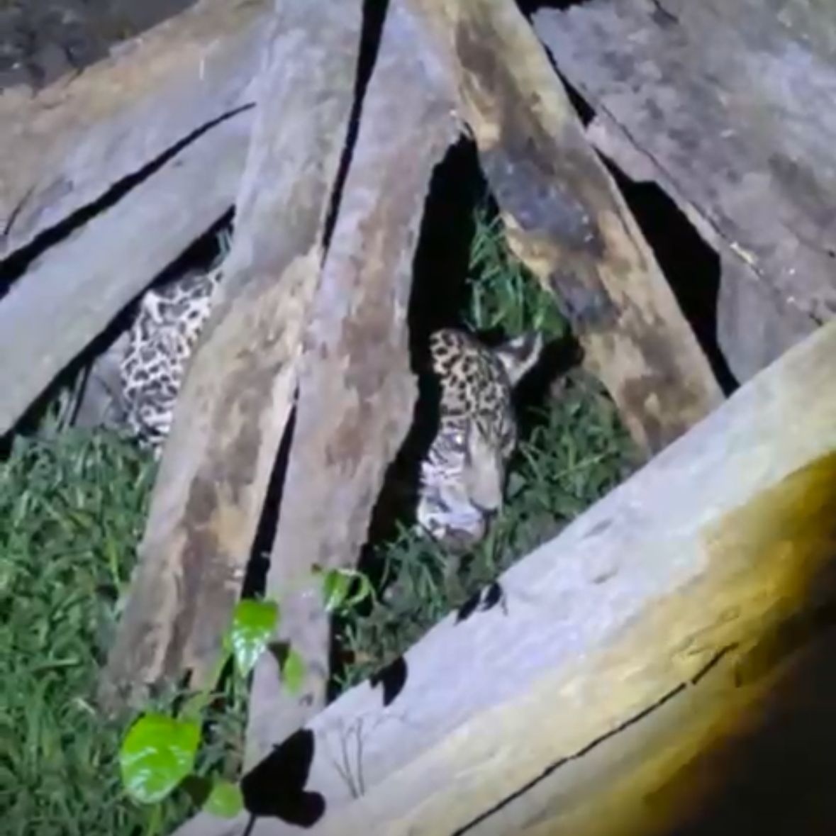 Filhote de onça-pintada é resgatado em Itacoatiara; mãe pode ter sido morta