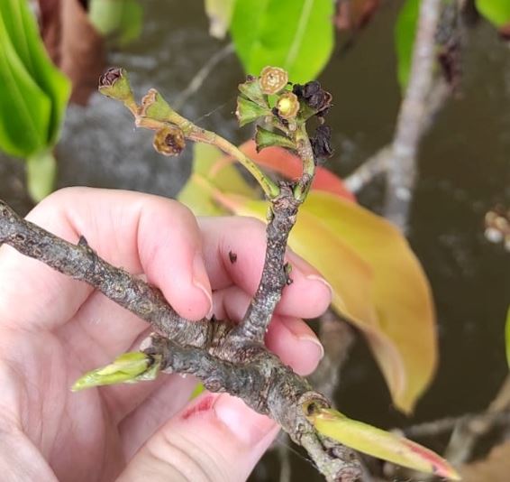 Estudo investiga extração sustentável de óleos de plantas no Amazonas