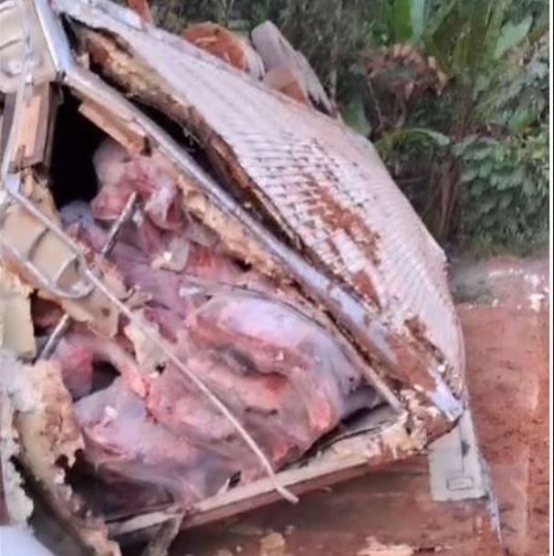 Carreta que transportava carga de carne tomba na BR-319