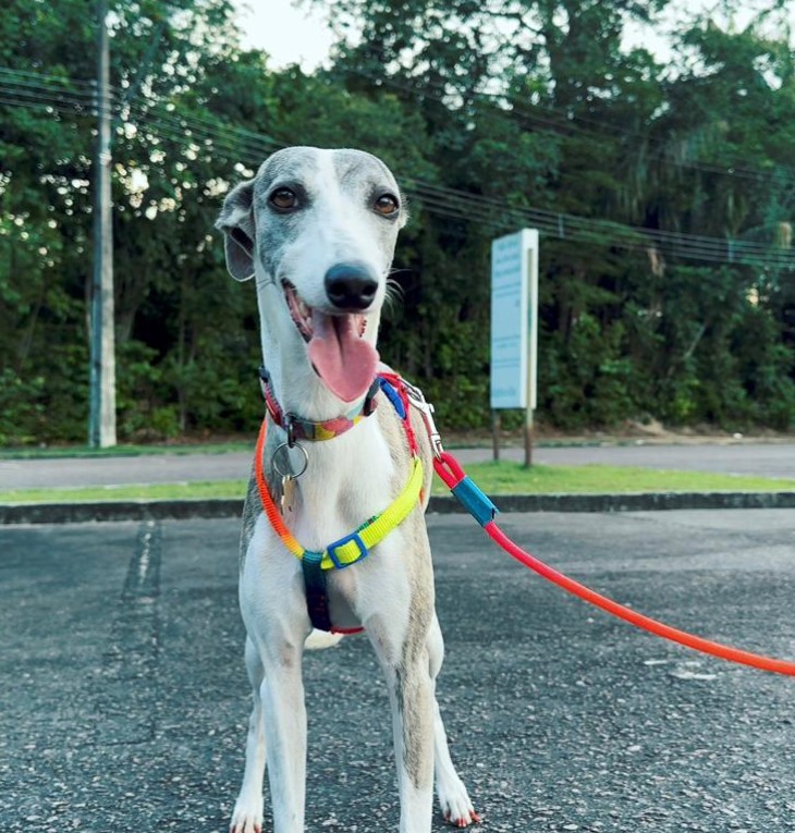 Pet+Run abre inscrições e arrecada ração para ONGs