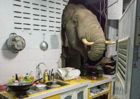 Elefante em busca de alimento acaba quebrando parede de tailandesa 