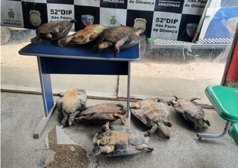 Homem é preso com quelônios em barco no Amazonas