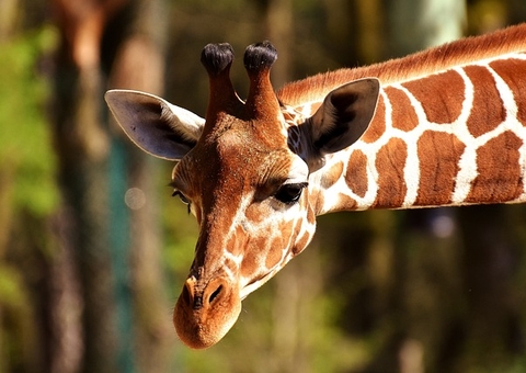 Mãe e bebê morrem ao serem pisoteados por girafa