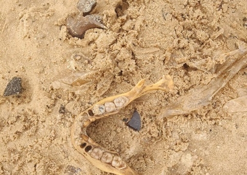 Ossada humana é encontrada às margens do Rio Negro na Manaus Moderna