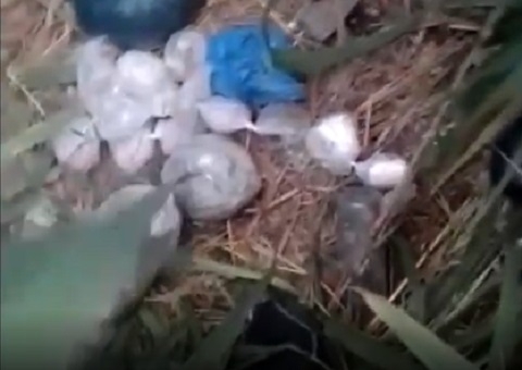 Casal é preso com mais de mil trouxinhas de drogas em área de mata em Manaus