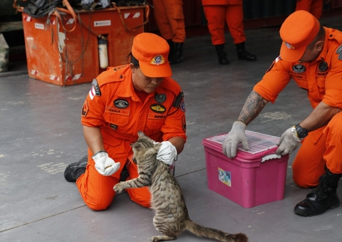 Mais de 130 animais domésticos foram resgatados em situação de risco em Manaus