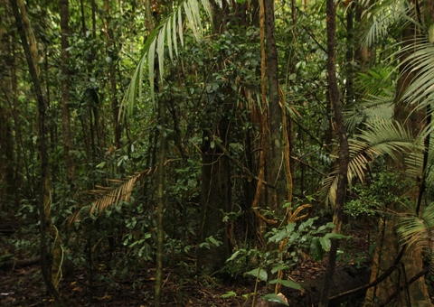 Projeto habitacional em Presidente Figueiredo é investigado por desmatamento ilegal