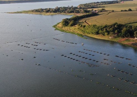 Governo desmente proibição do cultivo de tilápia no Brasil