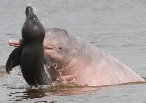 Pesquisadores investigam comportamento agressivo de botos na Amazônia