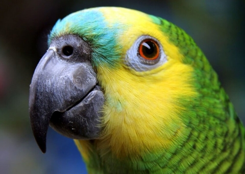 Papagaio deixa testemunhas de Jeová ‘plantadas’ por meia hora em porta: ‘já vou'; vídeo