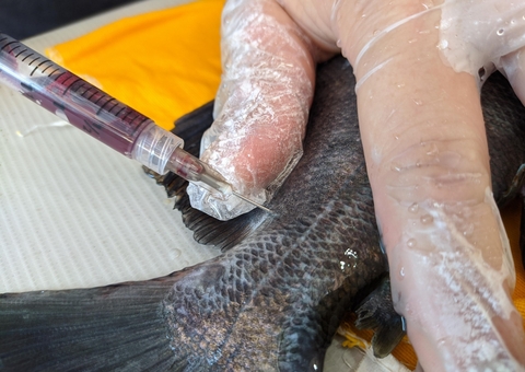 Pesquisa aponta alternativa para controle de parasitas em tambaquis