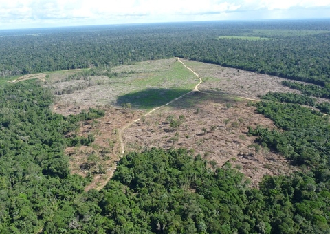 Desmatamento na Amazônia cai 22%, aponta Inpe