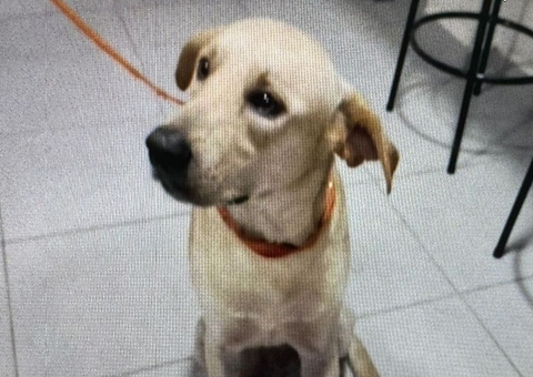 Homem é preso por matar cachorro a facadas no Lírio do Vale