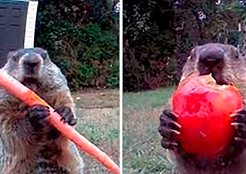 Marmota afrontosa 'rouba' horta e come na frente da câmera de agricultor