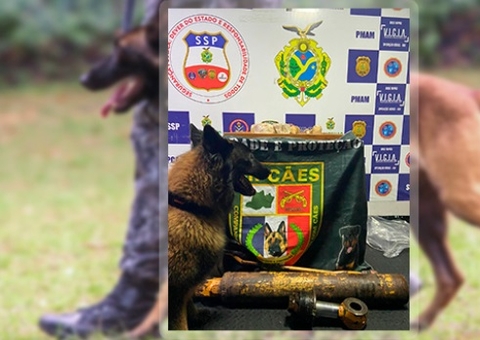 Cão policial Tyson encontra porções de cocaína, avaliada em R$ 87 mil, em barco no Amazonas