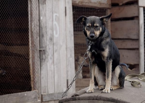 Veja como denunciar maus-tratos ou crueldade contra animais em Manaus