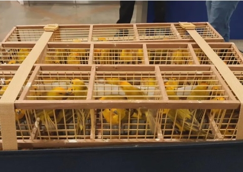 PF apreende 300 pássaros em mala de homem no aeroporto