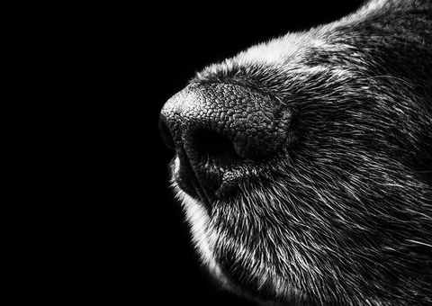 Idoso é preso por cortar testículos de cachorro com facão