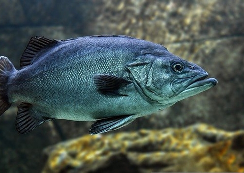 Sobe para 69 número de casos da doença da urina preta no Amazonas