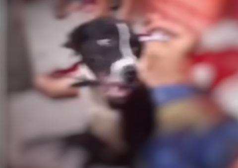 Cachorro fica ao lado do dono baleado em rua de Manaus; vídeo