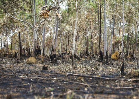 Inpe: desmatamento aumenta no Cerrado e cai na Amazônia