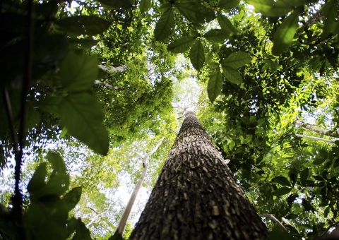 Alertas de desmatamento na Amazônia caem 68% em abril