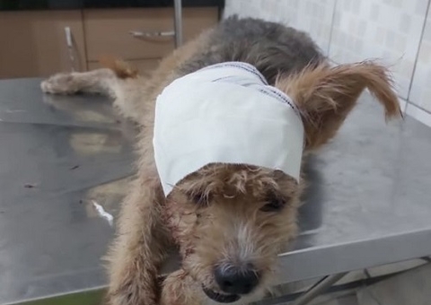 Mulher tem ataque de fúria e esfaqueia cadela em rua de Manaus; vídeo