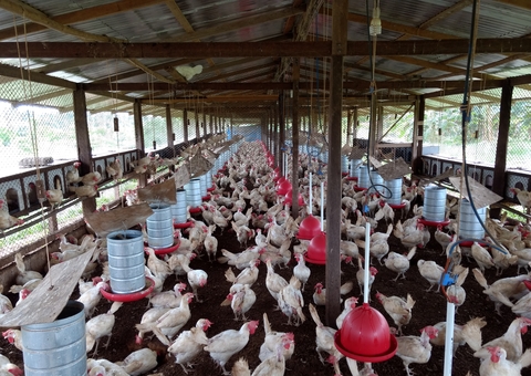 Governo sanciona lei que cria o Dia Estadual do Avicultor no Amazonas