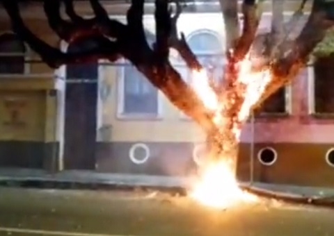 Árvore é incendiada no Centro de Manaus; vídeo