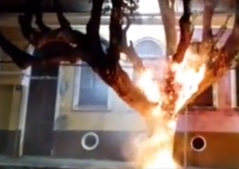 Mulher é suspeita de atear fogo em árvore no Centro de Manaus