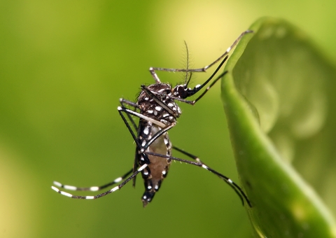 Notificações de zika vírus aumentam no país em relação a 2022