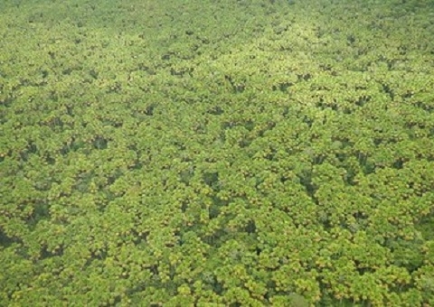 MPF faz recomendação para regularizar terras da área de proteção no Amazonas