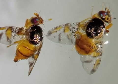 Mosca-do-mediterrâneo é encontrada em mangas em Manaus; saiba como identificar