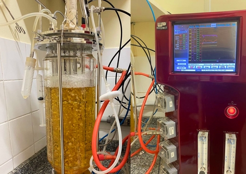 Estudo no Amazonas aponta bioativos de cogumelos para eliminar radicais livres e prevenir doenças