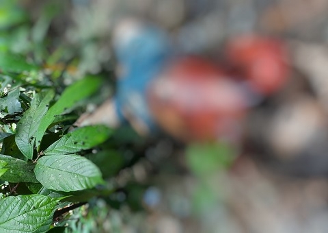 Amordaçado e com mãos amarradas, corpo é encontrado em chácara no Jorge Teixeira