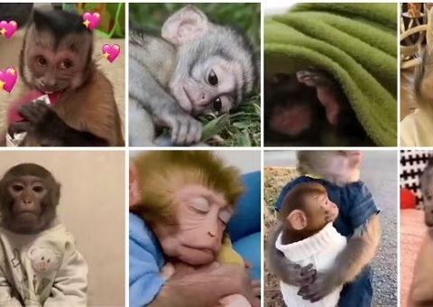 Memes e figurinhas de macacos escondem maus-tratos; entenda