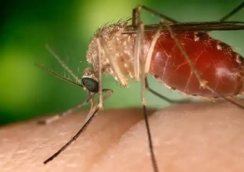 Dois 2 casos de febre do Oropouche são confirmados em SP