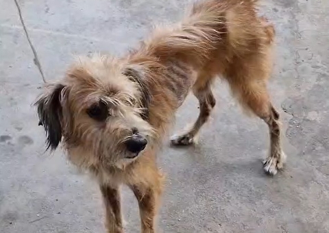Homem é preso por manter cachorro acorrentado e sem comida no Zumbi