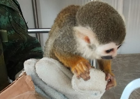 Motorista é preso ao transportar macaco sem autorização legal na AM-010