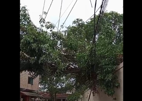 Árvore tomba em cima de casa durante temporal no Dom Pedro; vídeo